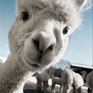 Meet your Posher, Soojin